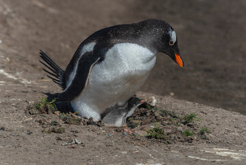 Naklejka premium Wildlife