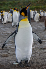 Fototapeta premium Wildlife