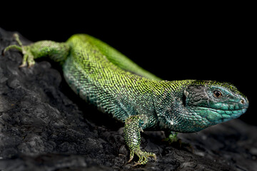 Black Headed sand lizard (Lacerta agilis exigua)