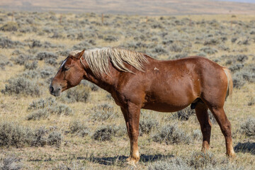 Beautiful Wild Horse in Autumn in the Wyoming Desert