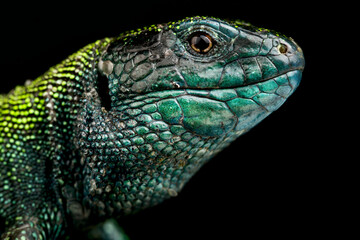 Black Headed sand lizard (Lacerta agilis exigua)