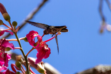 Colibrí en flor rosa © GABRIELA