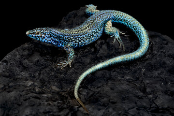 Esparto Island lizard (Podarcis pityusensis kamerianus)