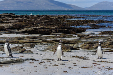 Fototapeta premium Wildlife 