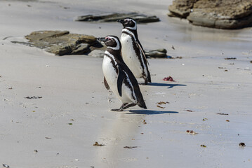 Fototapeta premium Wildlife 