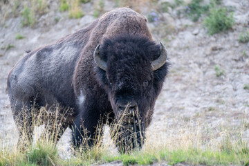 american bison