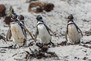 Fototapeta premium Wildlife 