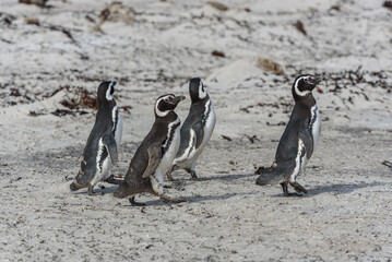 Fototapeta premium Wildlife 