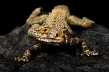 Painted Dragon (Laudakia stellio brachydactyla)