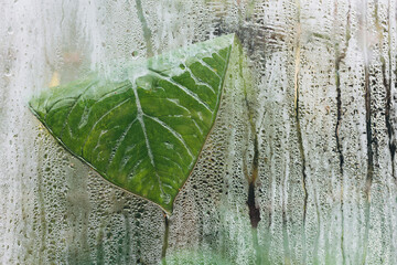 View from outside of various types of green potted plants behind the distorting glass wall of a...