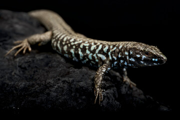 Fototapeta premium Milos wall lizard (Podarcis milensis)