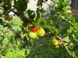 Acerola, Barbados cherry, red fruit with green leaves, with branches. Juice with vitamin c is prepared with its pulp