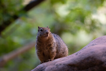 squirrel on a rock at Zion National park