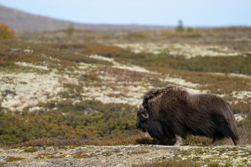 Muskox in Norway