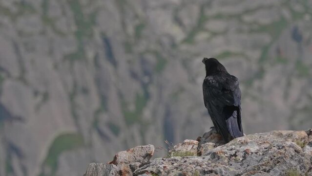 Raven perched on a rock in the Alps
