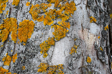 Relief texture of tree bark with orange lichen and moss on tree bark. Tree trunk covered with...