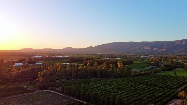Aerial time-lapse over citrus farms during sunset