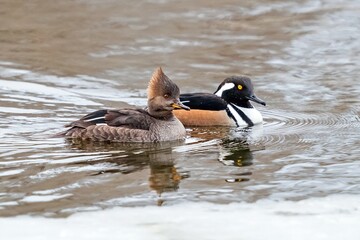 A Hooded Merganser couple swimming together in a Winter Lake.