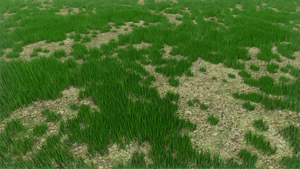 Grass Field Background 3d render