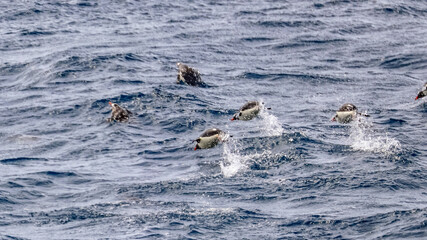 Fototapeta premium Antarctica