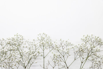 Floral composition with light, airy masses of small white flowers on turquoise white background,...