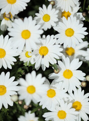 Flora of Gran Canaria -  Argyranthemum, marguerite daisy endemic to the Canary Islands