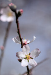 Horticulture of Gran Canaria -  almond trees blooming in Tejeda, macro floral background