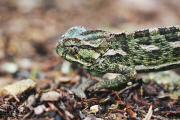 Close-up animal portrait shot of a Mediterranean chameleon crawling on the forest floor