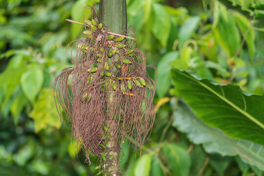 An Areca catechu in the Peruvian Amazon rainforest