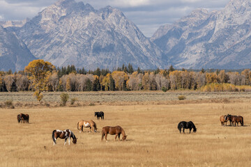 Horses Grazing in Grand Teton National Park