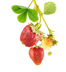Branch of strawberry with leaves, isolated on transparent background. PNG format.