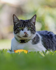 Naklejka na ściany i meble A male tabby cat lying on the grass in the house's garden. Sunbath. Animal world. Pet lover. Cat lover. American Wirehair.