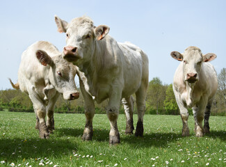 Fototapeta na wymiar Three Charolais cows in the field in Burgundy (France)