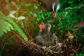 mother bird is feeding her hungry young in the nest, where two fledglings are eagerly being fed. 