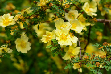 Yellow rosehip flowers on a warm sunny day. Botanical Garden. Walk on a day off. Fresh spring bloom