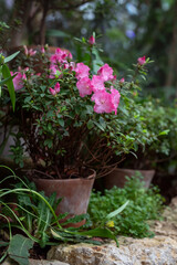 Blooming pink azalea in a clay pot in a botanical garden