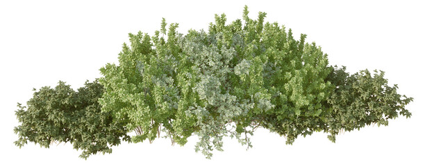 Obraz premium 3d green bushes isolatedon PNGs transparent background 