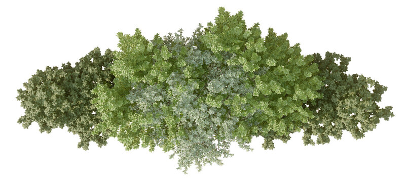 plan 2D view shrub composition Isolated on PNGs transparent background ,Use for visualization in graphic design