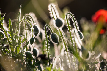 Poppy flowers in spring, may