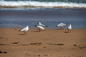 Silver Gull (Chroicocephalus novaehollandiae)