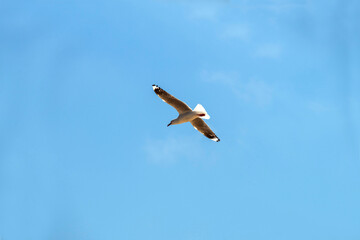 Silver Gull (Chroicocephalus novaehollandiae)