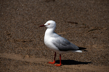 Silver Gull (Chroicocephalus novaehollandiae)