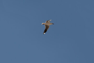 Fototapeta na wymiar Silver Gull (Chroicocephalus novaehollandiae)