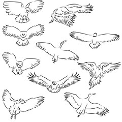 10 Fliegende Vöge Lineart Zeichnungen Vektor Grafik | Flying Birds Drawing Vector Graphic