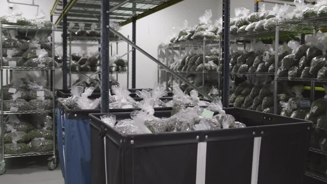 Process of extraction legal treatment drugs of cannabinol in modern, organic greenhouse. Scientific laboratory of cannabis plants researching. High quality 4k footage