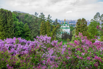 Fanatstic Lilac blossoms in Kyiv at May 1 in Botanical Garden