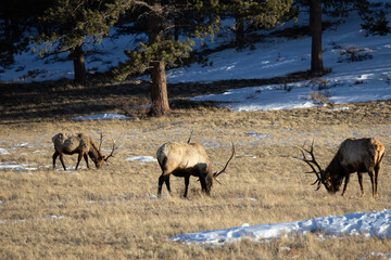 Fototapeta na wymiar Elk Grazing in Rocky Mountain National Park in Colorado