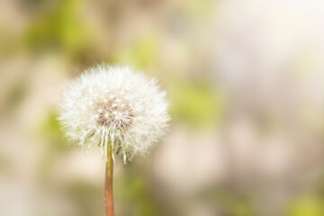 One white dandelion close-up on a blurred background. Selective focus. Copy space.