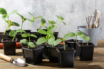 Young cucumber seedlings growing in plastic pots. Ready to planting out.  Gardening concept.