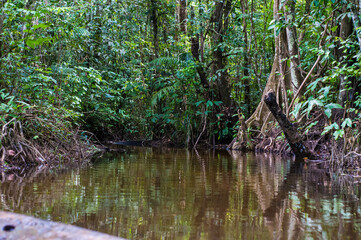 Paisagens Amazônicas